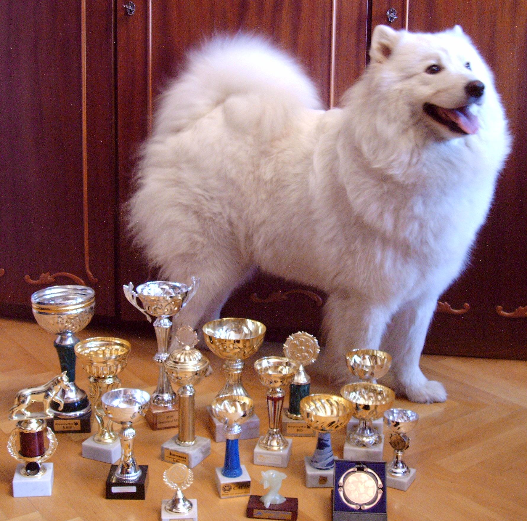 самоед, samoyed, samoyeds, белое, чудо, белое чудо,арктический шпиц, душа, Душа, самоедская собака, лайка, cac,cw, bos, samoeddv, Белое Чудо Лебедушка, ездовая собака, выставка, универсал, порода, хороших производителей, красной родословной, чемпион, чемпионы, мира, европы, россии, Европы, России, Москва, москва, выставки, белый, волк, охотник, туризм, путешествие, фазан, лодка, река, речка, песок, бивуак, табор, место, оценка, утка, охота, рыбалка, ружье, зимовье, собаки, породы собак, самоедская лайка, воспитание щенка, болезни собак, домашние животные, сайты о собаках, корма для собак, собака самоед самоедский самоедская лайка лайки собака щенок щенки кобель сука корм кормление уход выставка дрессировка послушание грумминг вязка случка  прививка белое чудо транспортировка перевозка душа содержание породы окрас фотографии РКФ СКОР Белое Чудо Лебедушка Питомники самоед самоеды самоедов самоедская собака арктический шпиц dog dogs белый волк samoyed samoyedskaja samoed fotogallery animals pets собака кобель щенки вязки сука выставки клубы Москва Россия вакцинация содержание 